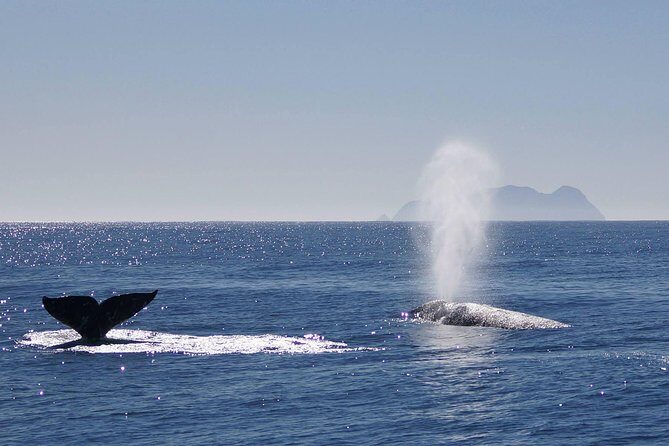 San Diego Whale Watching Cruise - What Makes This Tour Stand Out