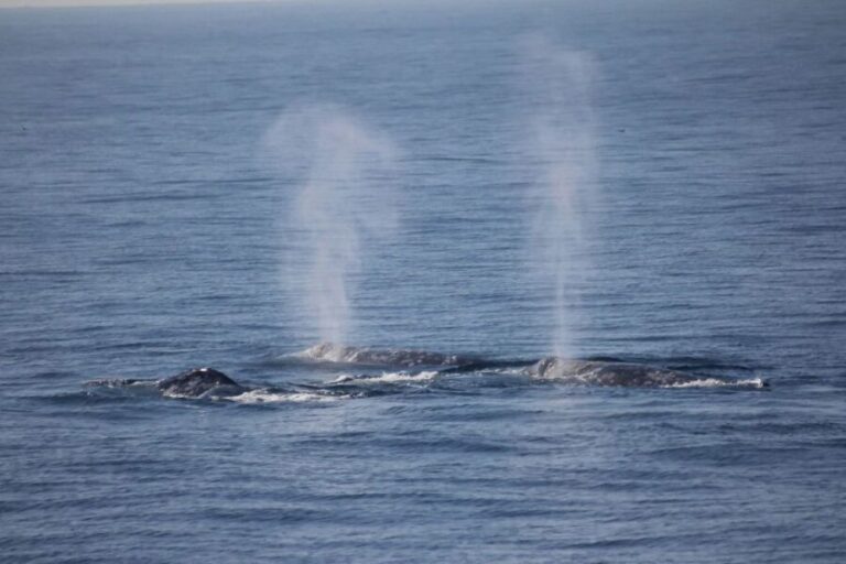 San Diego: Whale Watching Tour - Who Will Love This Tour?