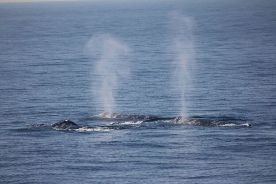 San Diego: Whale Watching Tour - Who Will Love This Tour?
