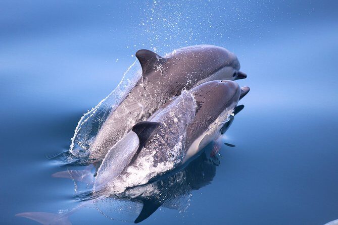San Diego Whale Watching Tour - Who Should Consider This Tour?