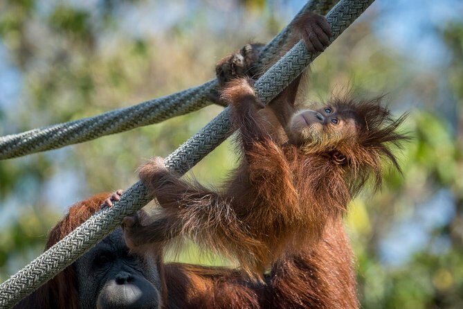 San Diego Zoo and Safari Park 2-Visit Pass Ticket - The Itinerary in Detail