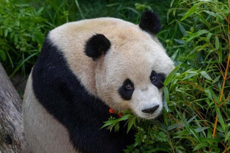 San Diego Zoo Safari Park 1-Day Ticket - FAQ: Your Practical Questions Answered