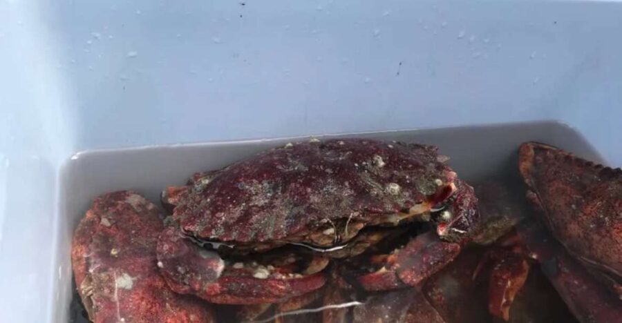 San Francisco: Crab & Cook under the Golden Gate Bridge - Price and Value