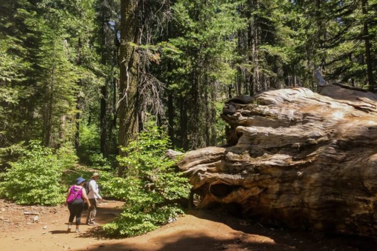San Francisco: Day Trip to Yosemite with Giant Sequoias Hike - Why This Tour Offers Great Value