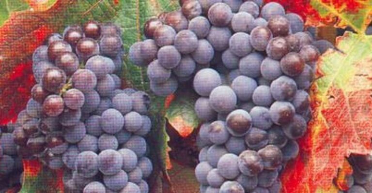 San Francisco: Half Day Wine Tour & Hop-On Hop-Off City Tour - Why This Tour Offers Good Value