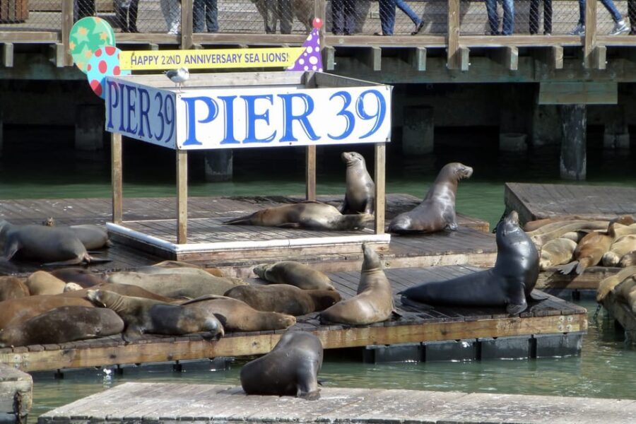 San Francisco: Hop-On Hop-Off Tour with Optional Night Tour - What Travelers Say