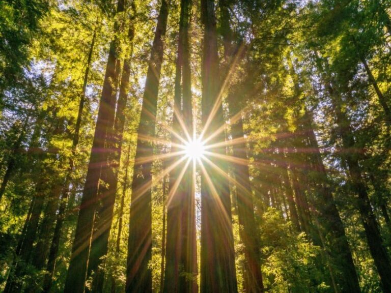 San Francisco: Muir Woods and Sausalito Experience - Value and Practical Considerations
