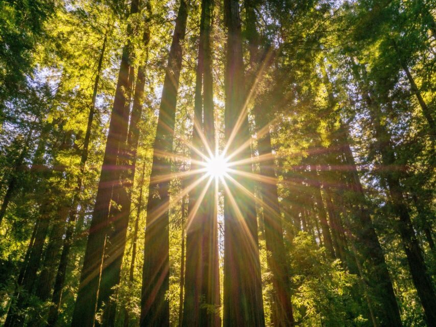 San Francisco: Muir Woods and Sausalito Experience - Value and Practical Considerations