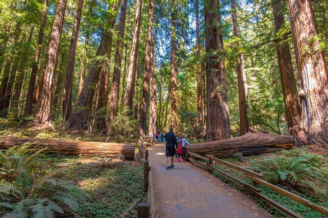 San Francisco, Muir Woods, Sausalito, Optional Alcatraz Tour - What Makes This Tour Stand Out?