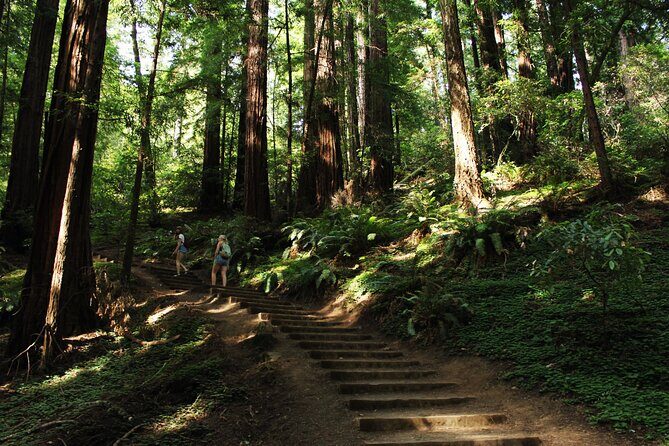 San Francisco Muir Woods Tour and Bike The Golden Gate Bridge - Authentic Traveler Insights