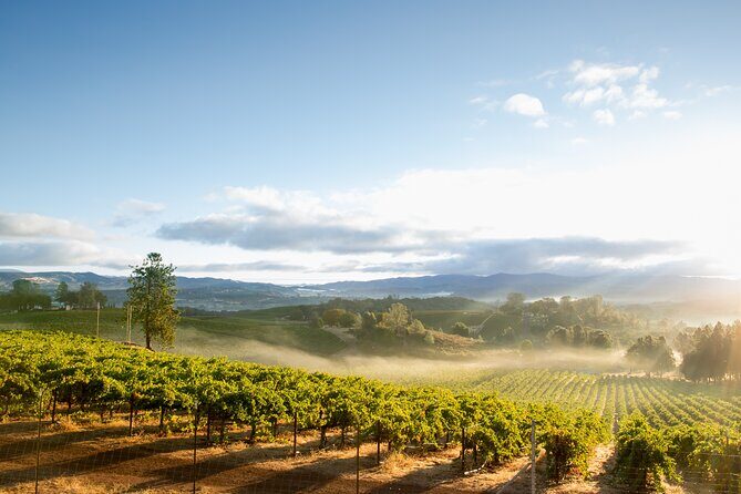 San Francisco: Napa & Sonoma Wine Tour & 24hr Hop-on Hop-off Tour - Practical Details and Tips