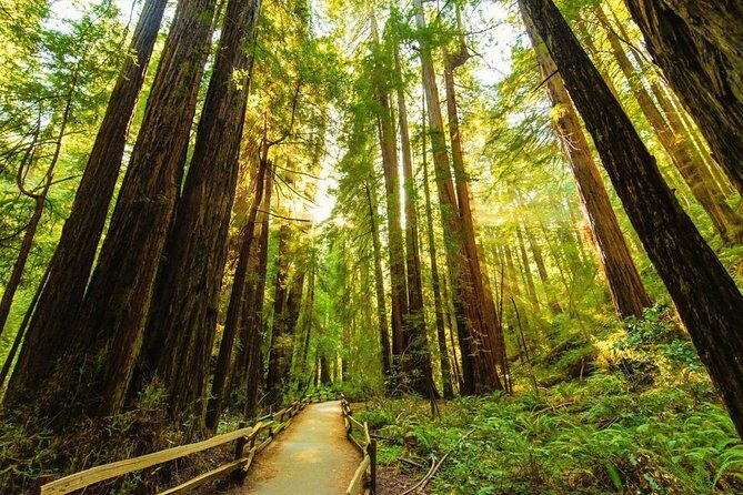 San Francisco to Muir Woods Shuttle - Price and Value: Is It Worth It?