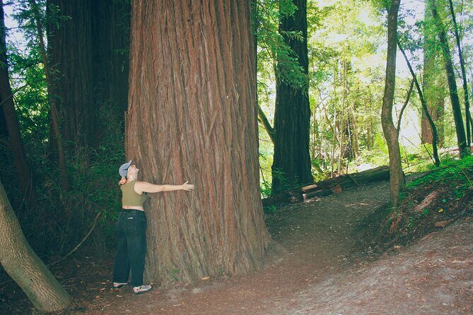 San Francisco to Santa Cruz Day Trip: Redwoods and Beach Fun - What Travelers Can Expect