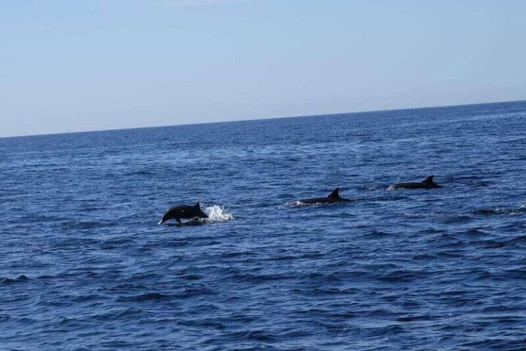 San José del Cabo: Ocean Safari - Why This Tour Works—and Why It Might Not