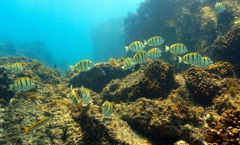 San Jose del Cabo Snorkeling Tour - The Itinerary in Detail