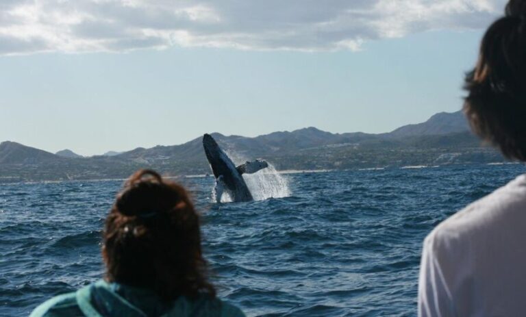 San Jose del Cabo Whale Watching - Frequently Asked Questions