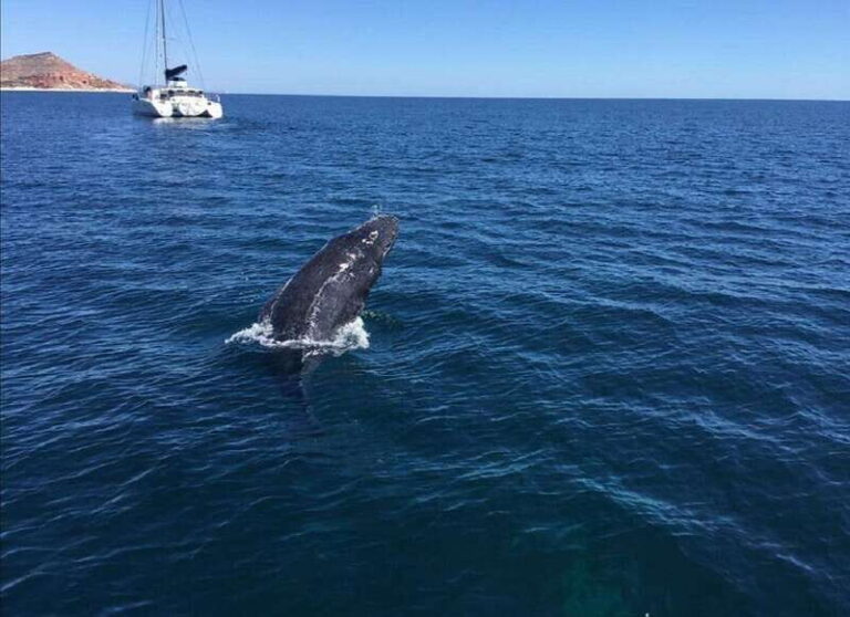 San José del Cabo: Whale Watching Experience - The Itinerary and What To Expect