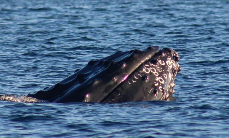 San Jose del Cabo Whale Watching Sunrise Tour - Why This Tour Stands Out