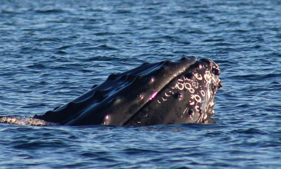 San Jose del Cabo Whale Watching Sunrise Tour - Why This Tour Stands Out