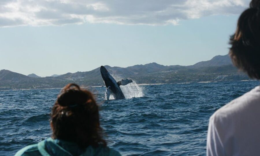 San Jose del Cabo Whale Watching - Frequently Asked Questions