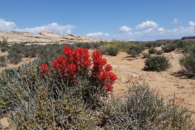 San Juan River and Hummer Cliff Dwelling Expedition - Authentic Experiences and Guest Feedback