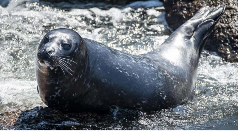 San Pedro: West Harbor LA Dolphin & Whale Watching Cruise - Frequently Asked Questions