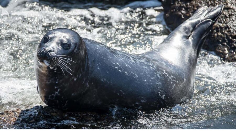 San Pedro: West Harbor LA Dolphin & Whale Watching Cruise - Frequently Asked Questions