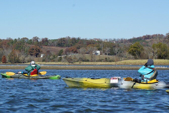 Sandhill Crane Kayak Tour with Chattanooga Guided Adventures - The Itinerary and What to Expect