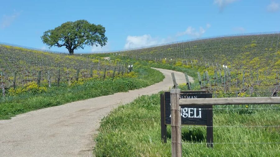 Santa Barbara: E-bike wine tour w/ transport, tasting, lunch - What the Reviews Say