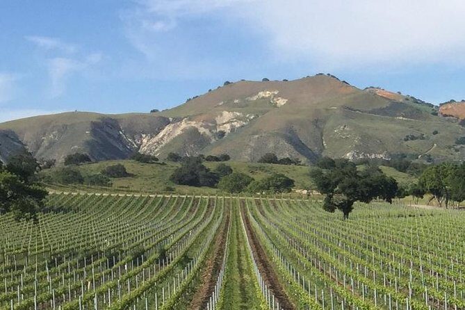 Santa Barbara's Original Afternoon Winery Tour - Authentic Experiences and Guest Feedback