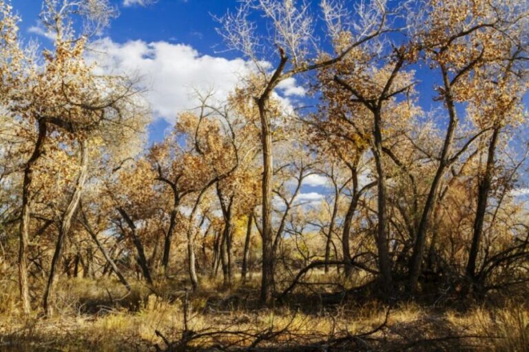 Santa Fe E-bike Adventure Private Half-Day Tour - The Experience: What We Loved