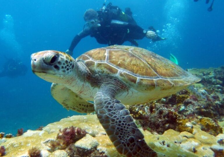 Santa Maria: Discover Scuba Diving - What Makes This Tour Stand Out?