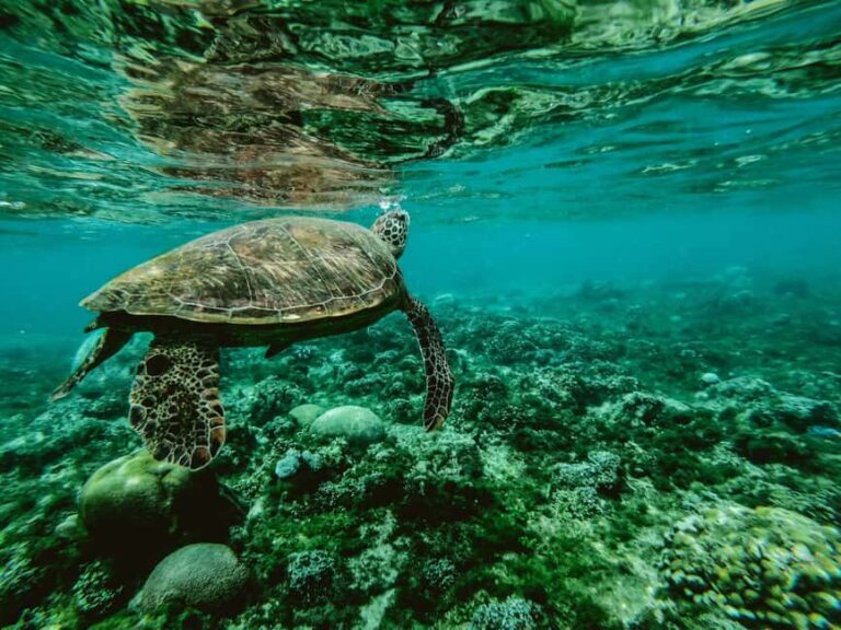 Santa Maria: Guided Wreck and Reef Snorkeling Tour - A Practical Guide to the Santa Maria Snorkeling Tour