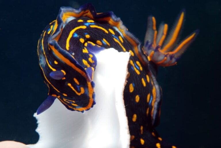 Santa Maria: Scuba Diving Package with 3 Dives - What Makes This Dive Experience Special?