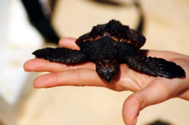 Santa Maria: Sea Turtle Watching Experience on Sal Island - The Journey to the Beaches