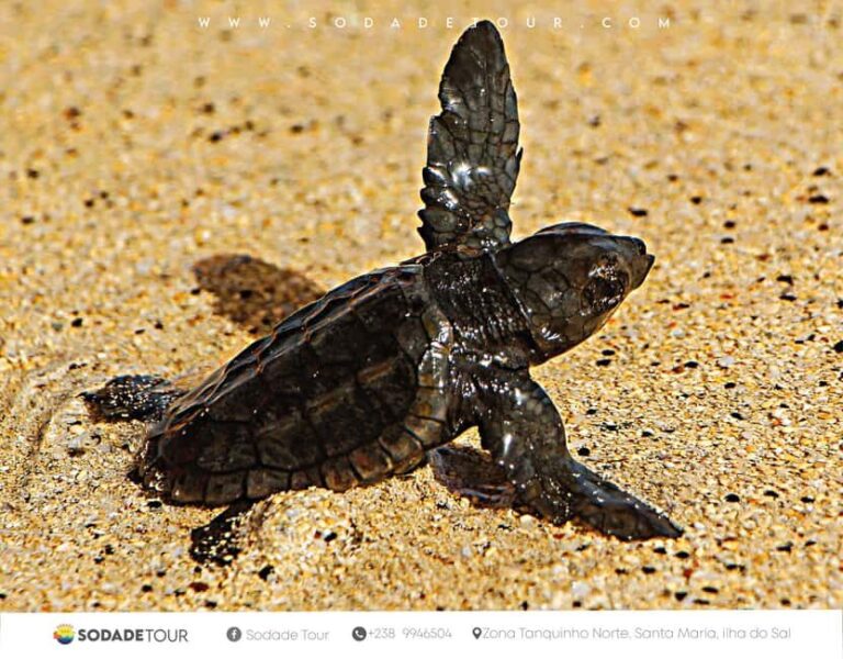 Santa Maria: Sea Turtle Watching Experience on Sal Island - The Sum Up