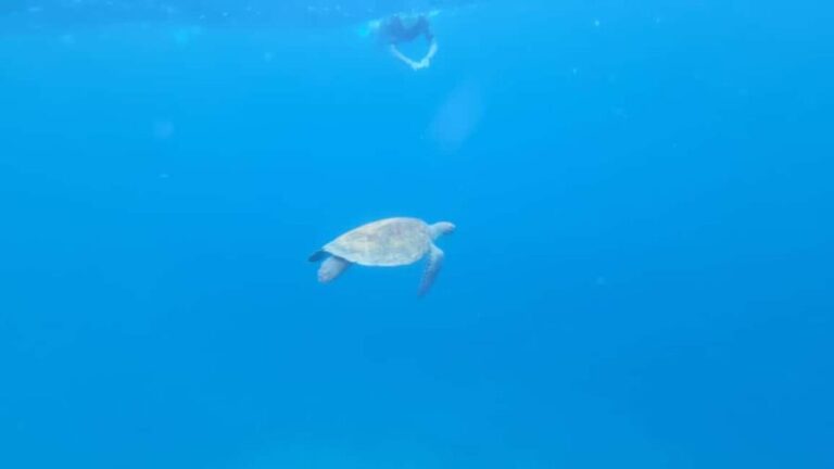 Santa Maria: Snorkeling Boat Tour - What Makes This Snorkeling Tour Stand Out?