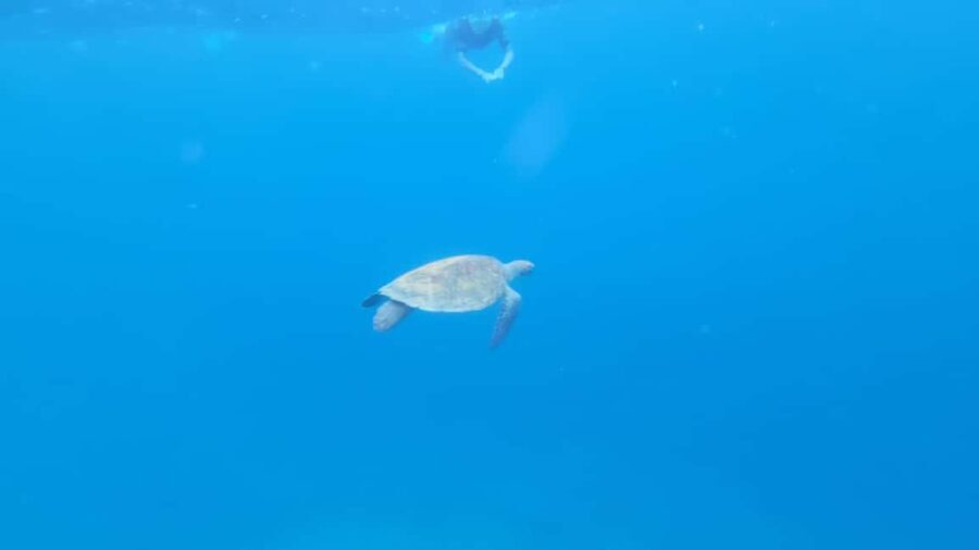 Santa Maria: Snorkeling Boat Tour - What Makes This Snorkeling Tour Stand Out?