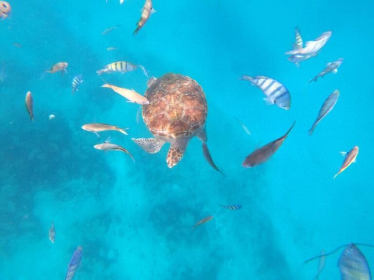 São Vicente: Snorkeling with Turtles Breathtaking Experience - The Itinerary Breakdown: What Makes Each Step Special
