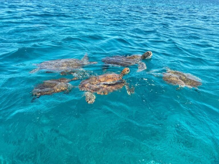 São Vicente: Swimming and Snorkeling Tour with Sea Turtles - Why This Tour Stands Out