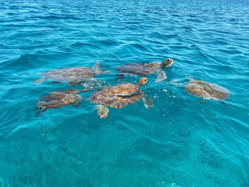 São Vicente: Swimming and Snorkeling Tour with Sea Turtles