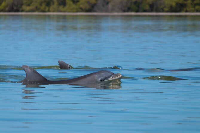 Savannah Coastal Dolphin Eco Tour - Authentic Feedback from Travelers