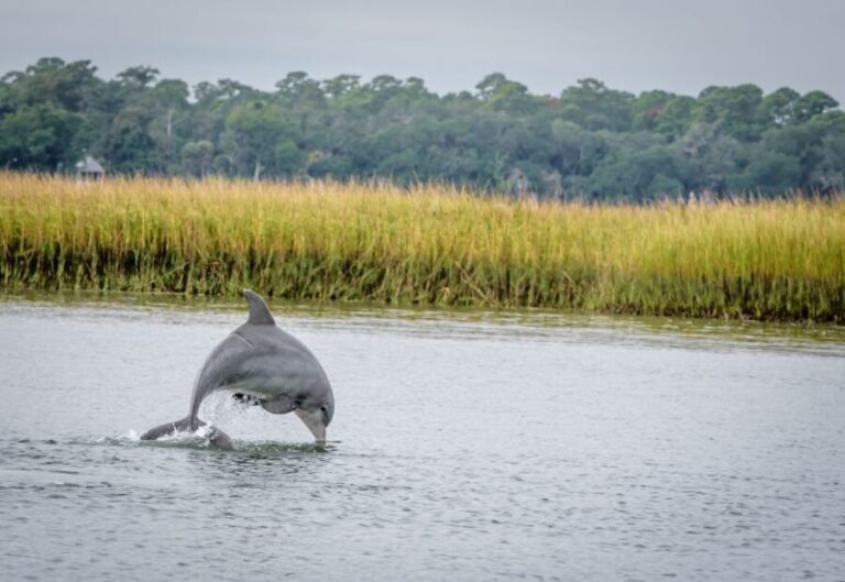 Savannah: Dolphin Spotting and Wildlife Eco Cruise - The Value and Practical Aspects