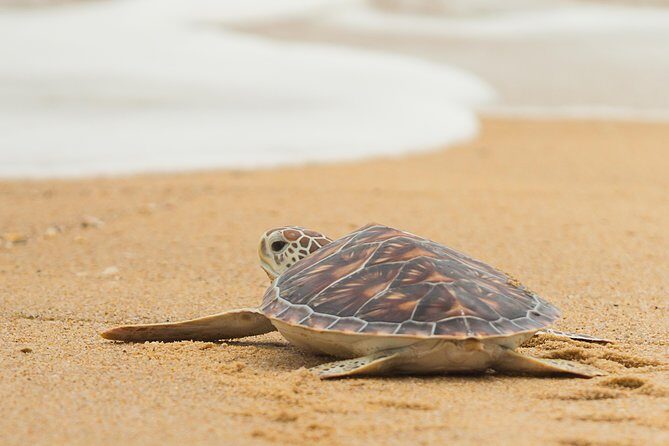 Savannah to Tybee Island with Dolphin Cruise - Free Time on Tybee: Beaches and Landmarks