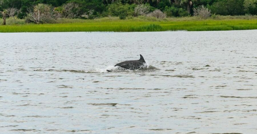 Savannah: Tybee Island Dolphin Tour - Why This Tour Works Well