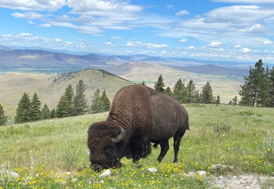 Scenic Driving Tour Flathead Lake and Bison Range