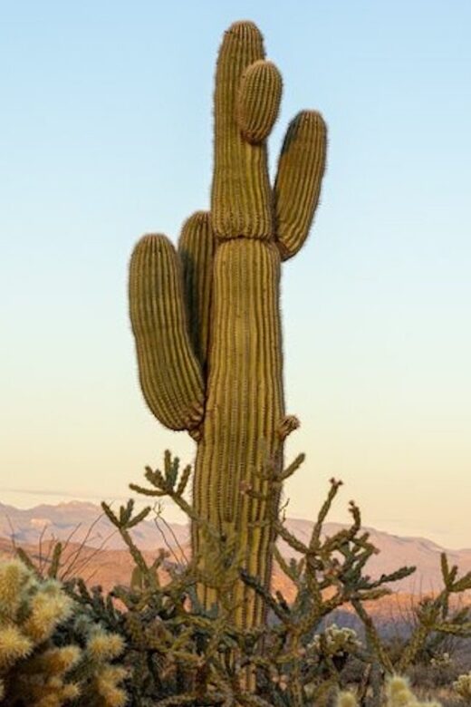 Scottsdale: McDowell Sonoran Preserve Hiking Tour - Why This Tour Offers Good Value