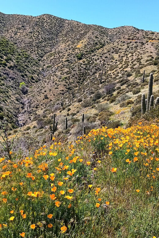 Scottsdale: Sonoran Desert to MountainTop Jeep Tour - What Makes This Tour Stand Out?