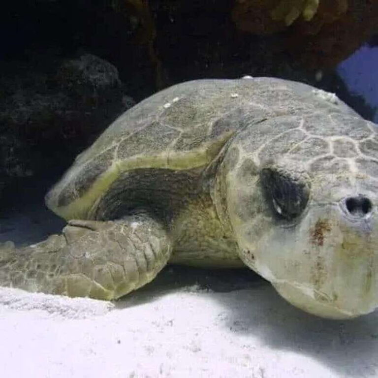 Scuba Cozumel: Experience from Boat, for Certified Divers - How the Itinerary Breaks Down