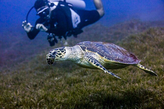 Scuba Dive and Explore Aqaba's Red Sea with a Private Guide - Final Thoughts